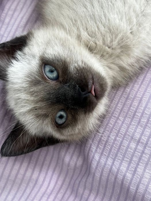 Бесплатно отдаю котенка