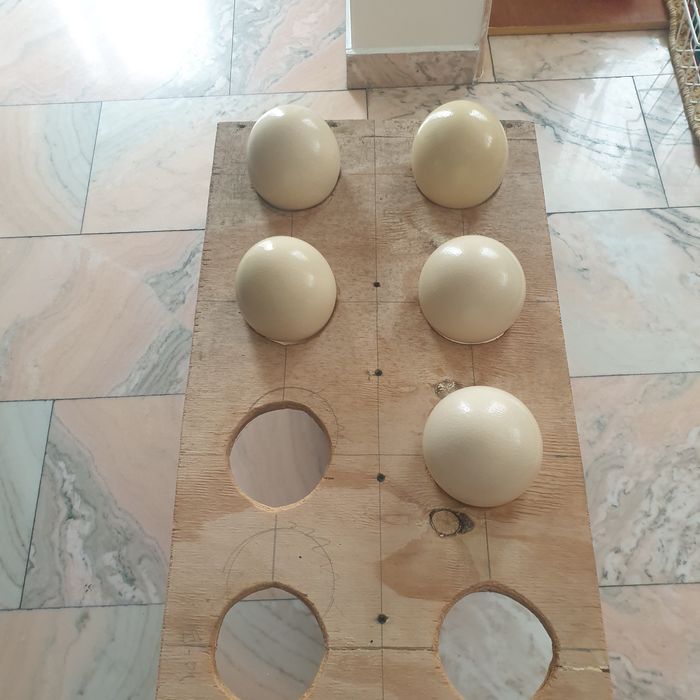 Oua strut pentru incubatie si consum!