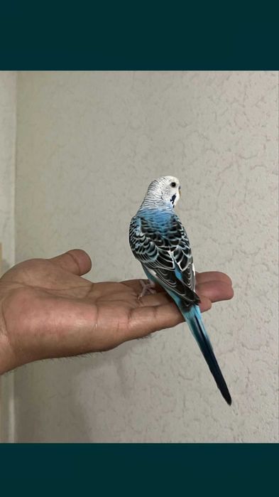 Попугай волнистый