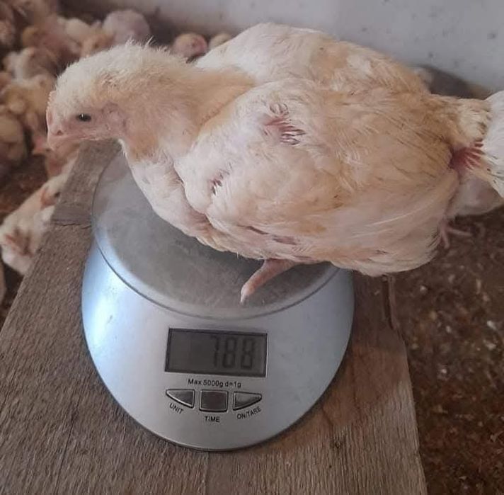 Pui de carne și rasă mixtă
Puii de carne au greutatea