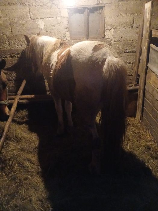 Mânz de vânzare  de un an