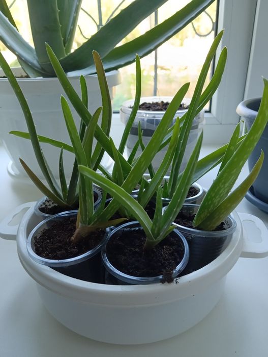 Алоэ Вера лечебный