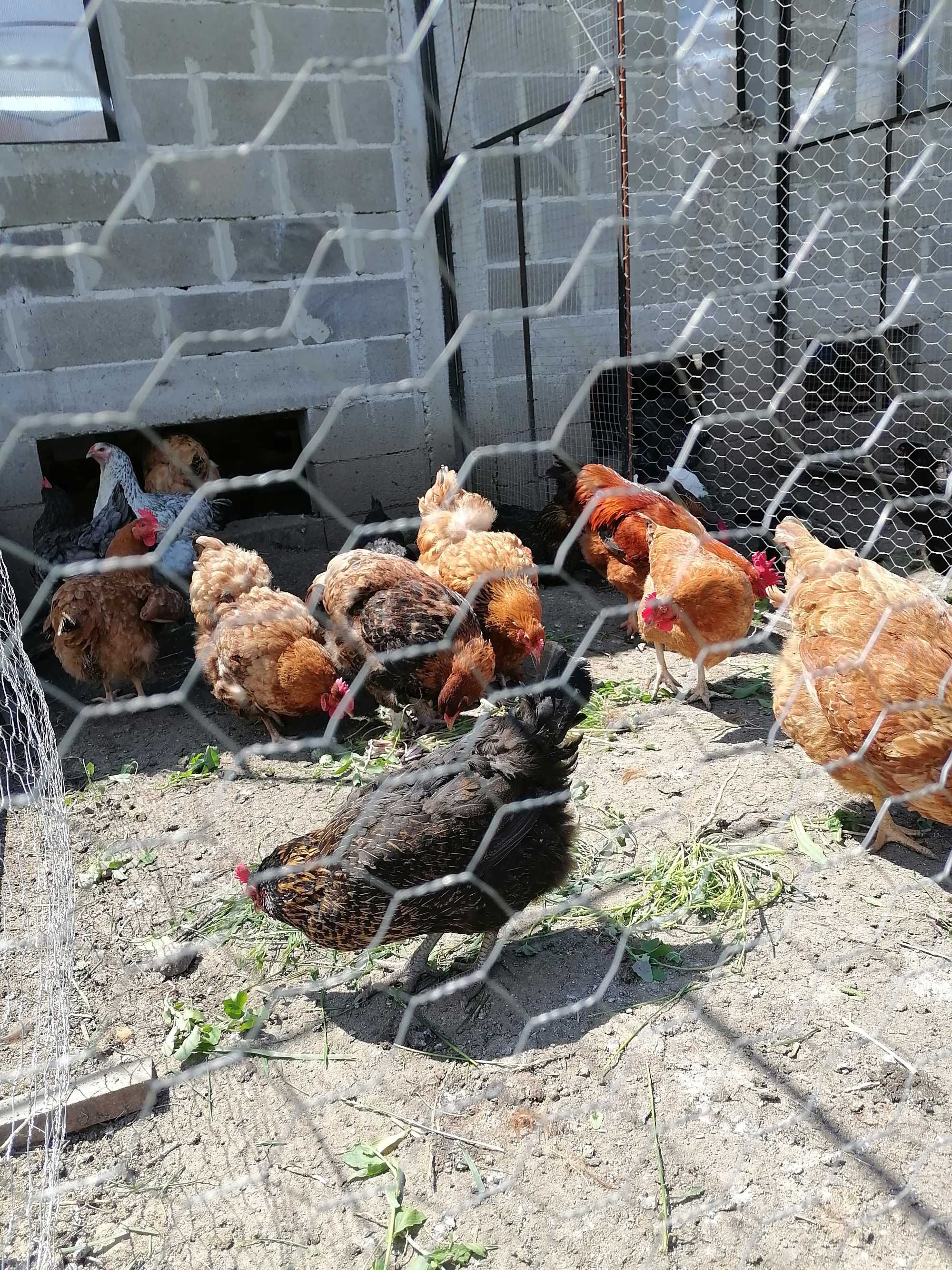 Пилета и пъдпъдъци с. Рогош • OLX.bg