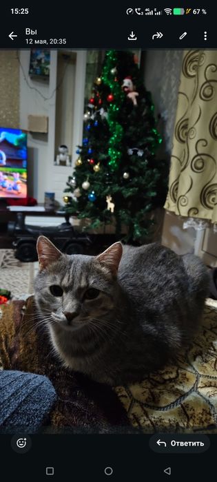 Кот бесплатно  отдам