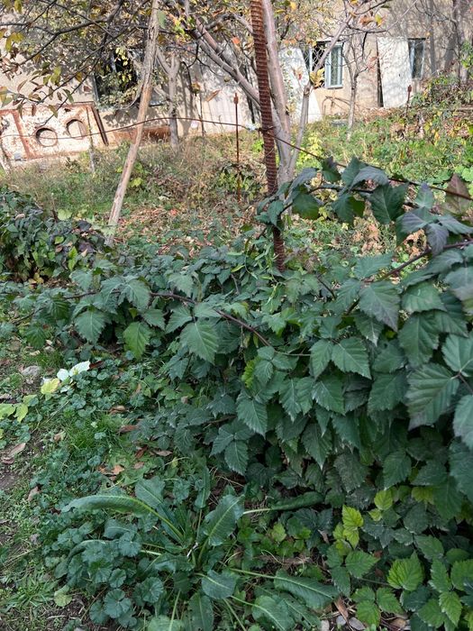 Ежевика Доил двух летка