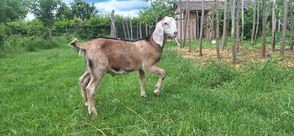 Lichidez ferma de  capre anglo nubiene