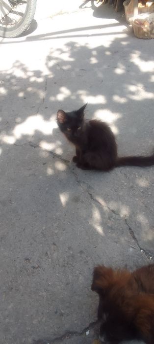 Милашки котята ищут хозяина