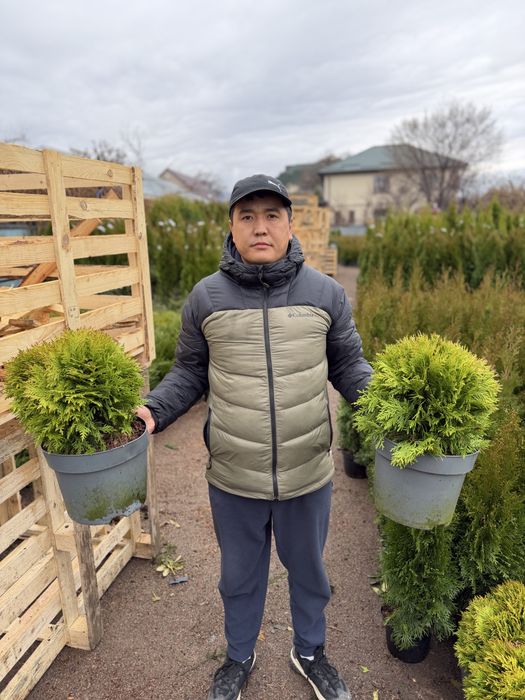 Озеленение участка под ключ