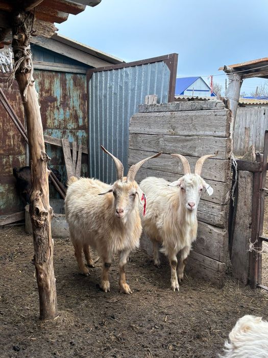 Сауын жас ешкілер