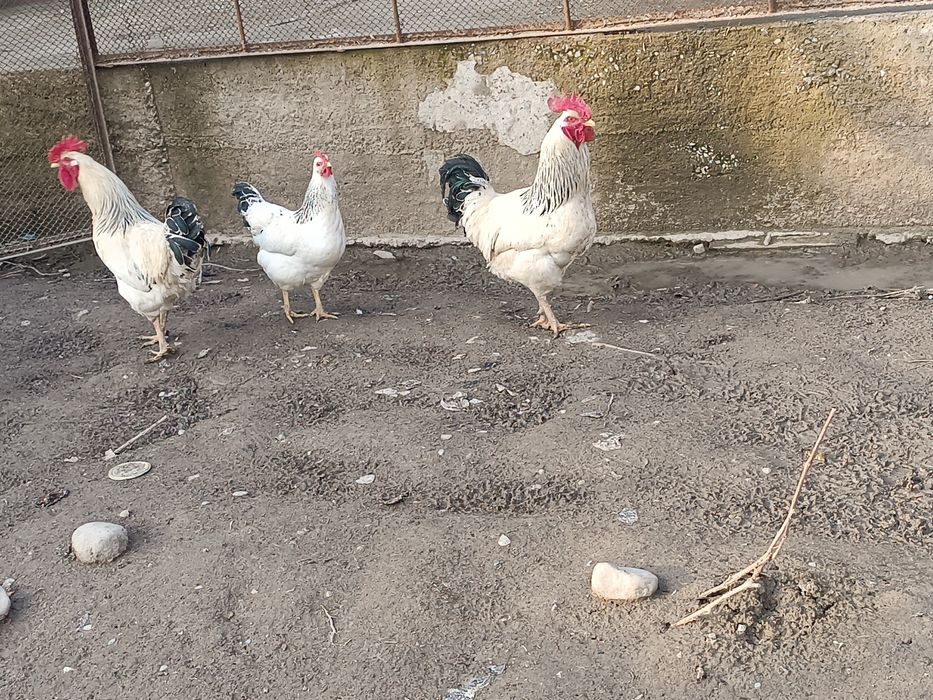 Адлер кораздар сатылады