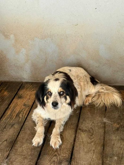 Adopta un caine - un sufletel are nevoie de stapan!