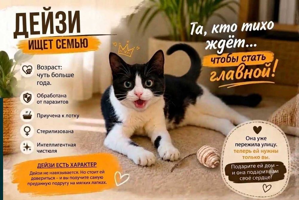Котята бесплатно