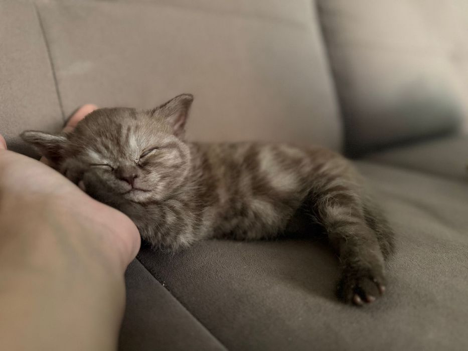 Британская девочка