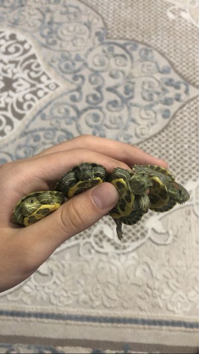 Красноухая черепаха