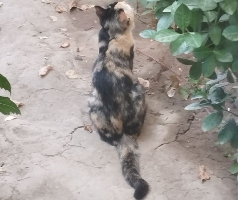 Zotdor tigr laqabli mushuk