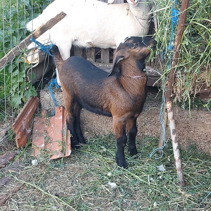 Vând țăpic de 4 luni