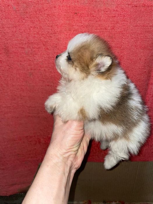 Продается „ Немецкий Шпиц" кобель.