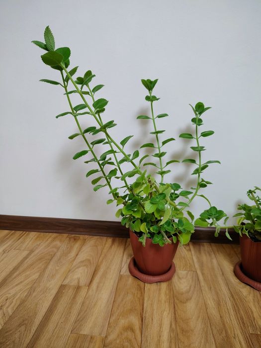 Плектрантус (комнатная мята)