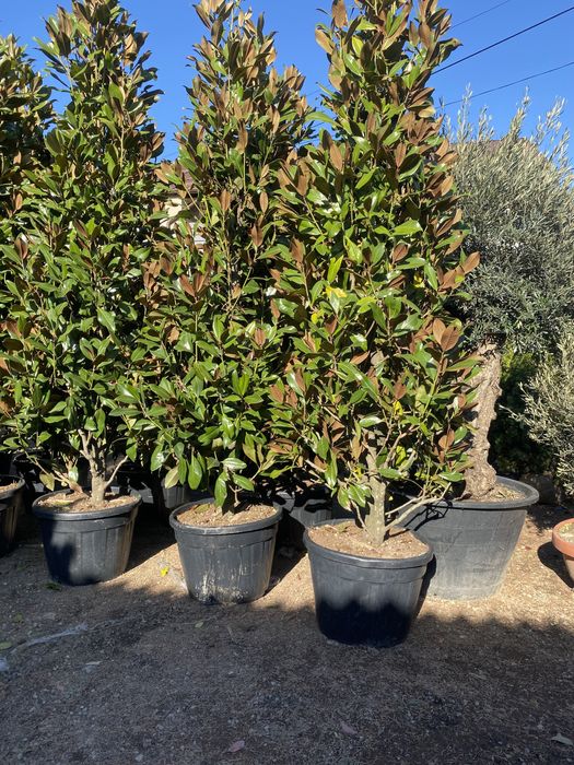 Magnolie tufă și copac