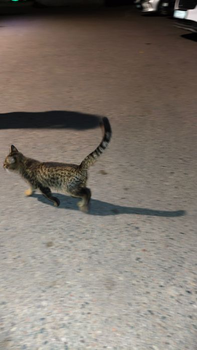 Котенок ищет дом