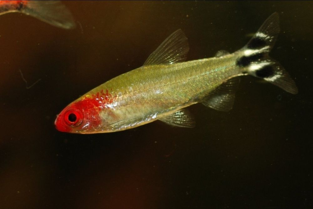 Акаариум баликлари Зоомагазин Кеша