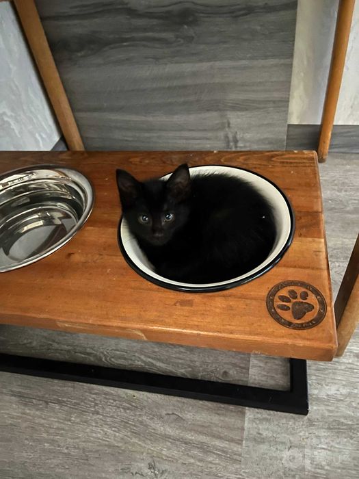 Отдам в хорошие руки! Котенок