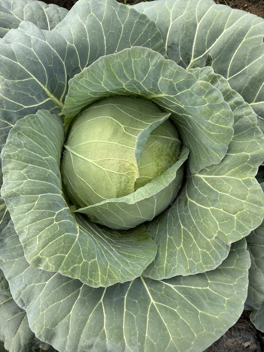 vând varză proaspătă