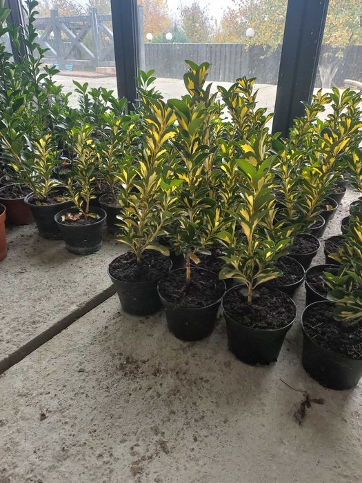 Euonymus Aureomarginatus