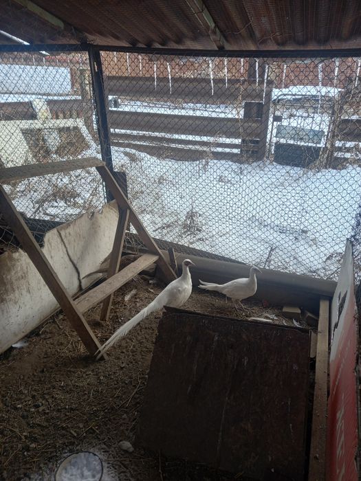 Охотничие фазаны