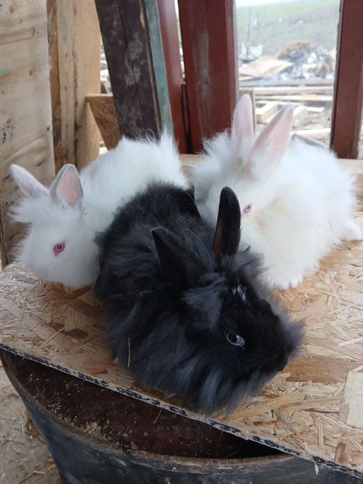 Iepuri pui cap de leu