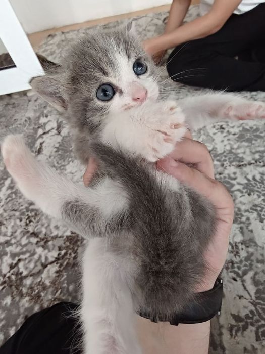 2 котость кошки .