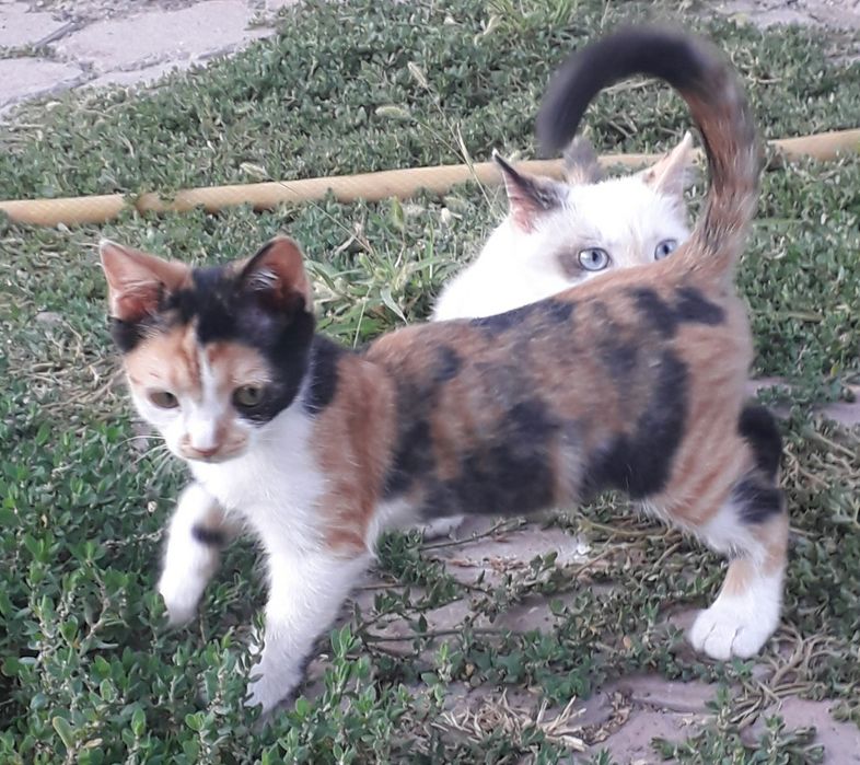 Отдам котят в хорошие руки