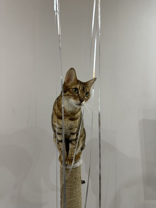 Кошка Бенгальская