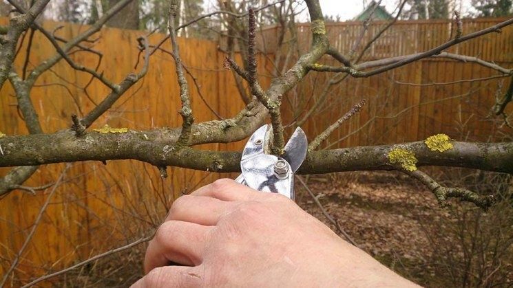 Озеленение, услуги садовника.