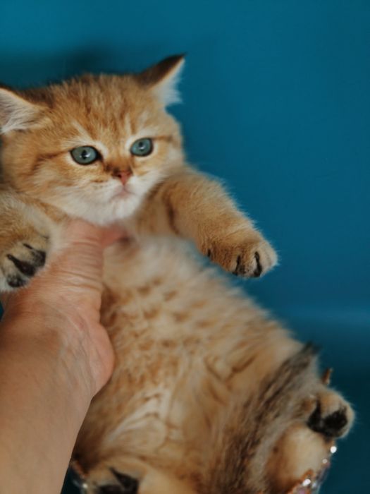 Золотые Шиншиллы Алматы