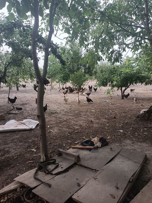 Tovuqlar narxi 120 000 mingda 150 dona bor kelishamiz tellefon qiluvri