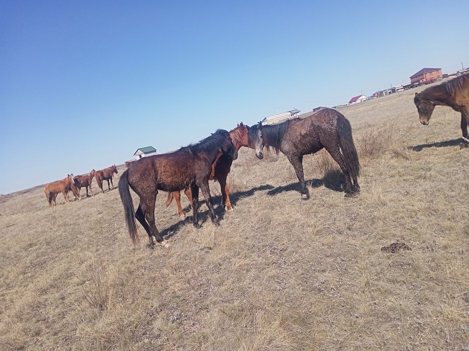 Продам кабылки и жерепчики.