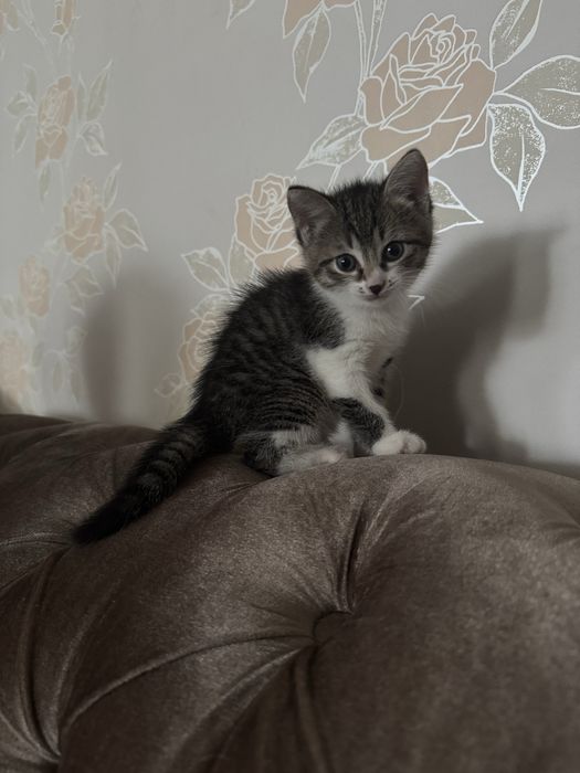 Отдам котят в добрые руки