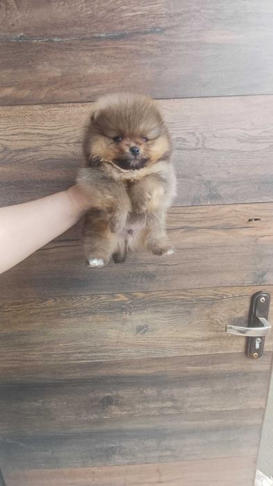 Померанский Шпиц