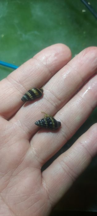 Рыбки аквариумные