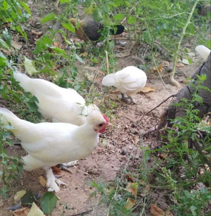 Продам японских кур, бентамка шабо.