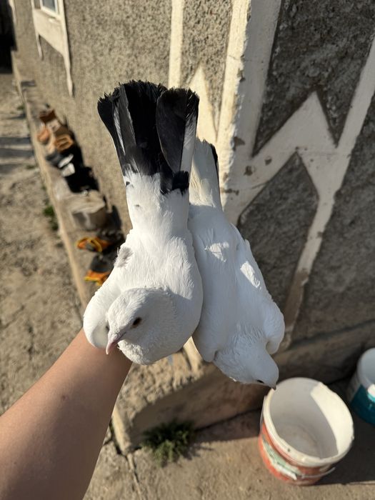 Продам Ширакахвостых голубей