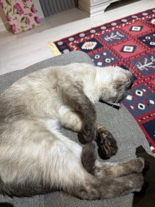 Кошка в добрые руки