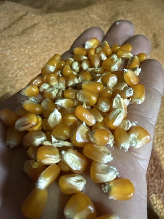 Vand porumb sticlos 2025