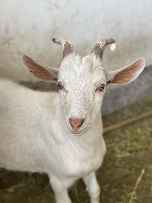 Ет түсті шұлықтар мен колготкидегі әдемі қыздармен секс