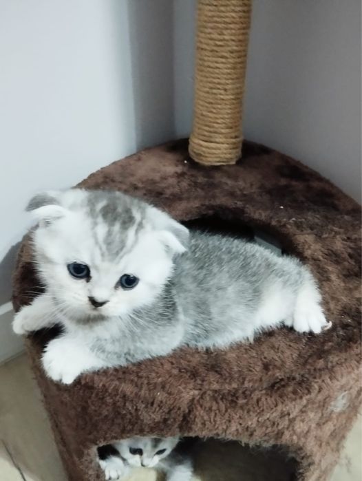 Котята Scottish Fold & Straight