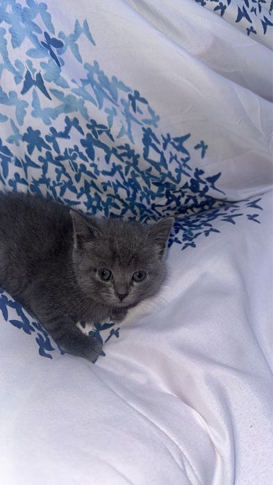 Mushuk bolalari sotiladi