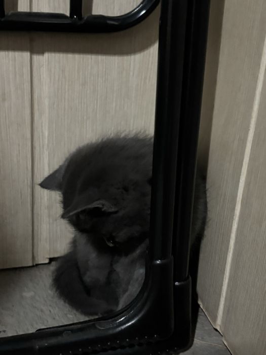 Милые котята ищут свой дом