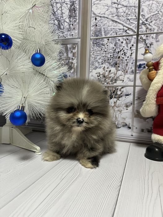 Щенки шпица