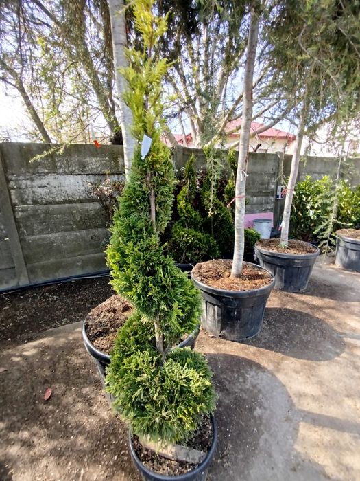 Vând plante ornamentale